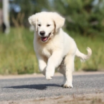 Brinkley, cream Golden Retriever en venta