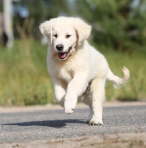 Brinkley, cream Golden Retriever en venta