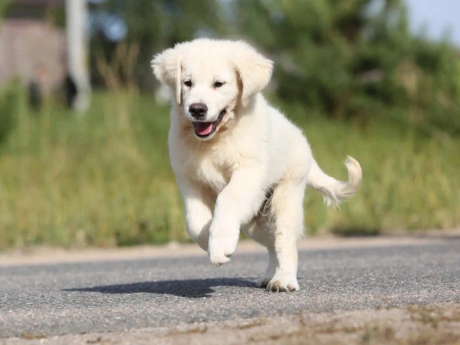 Golden Retriever puppy for sale