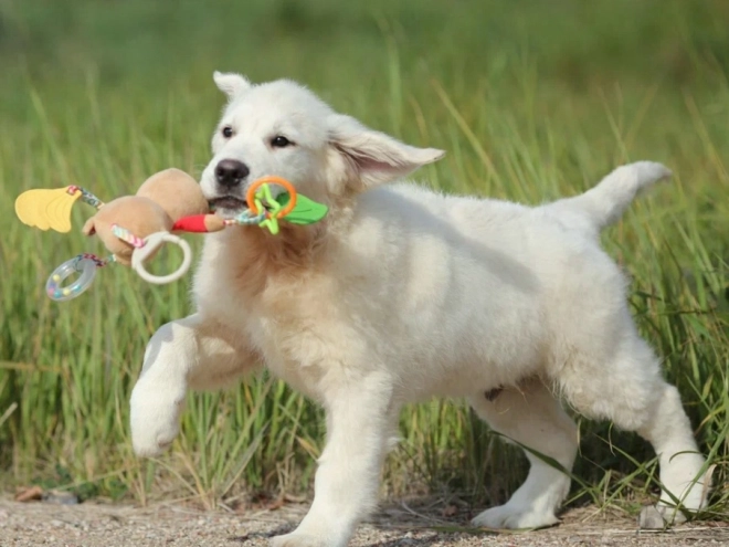 Golden Retriever puppy for sale