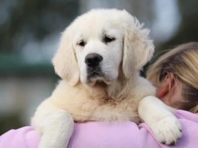 Golden Retriever puppy for sale