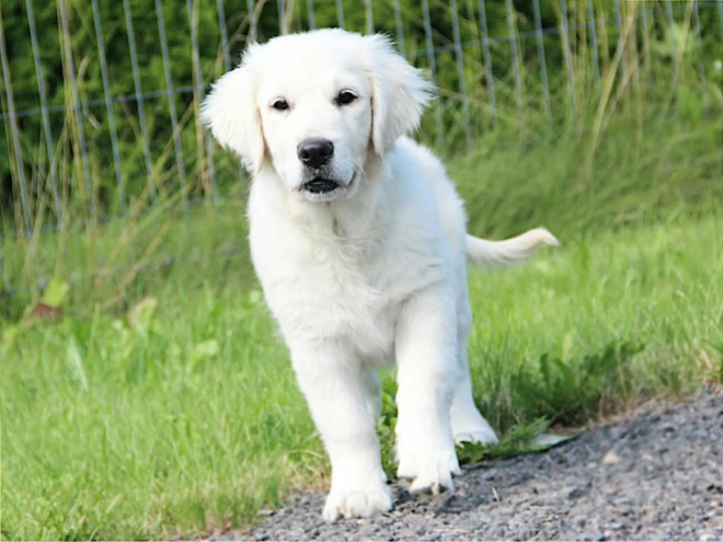 Golden Retriever puppy for sale