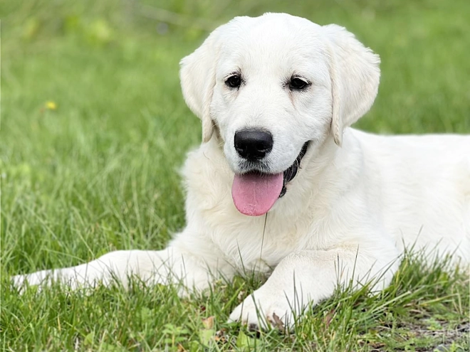 Golden Retriever Welpe kaufen
