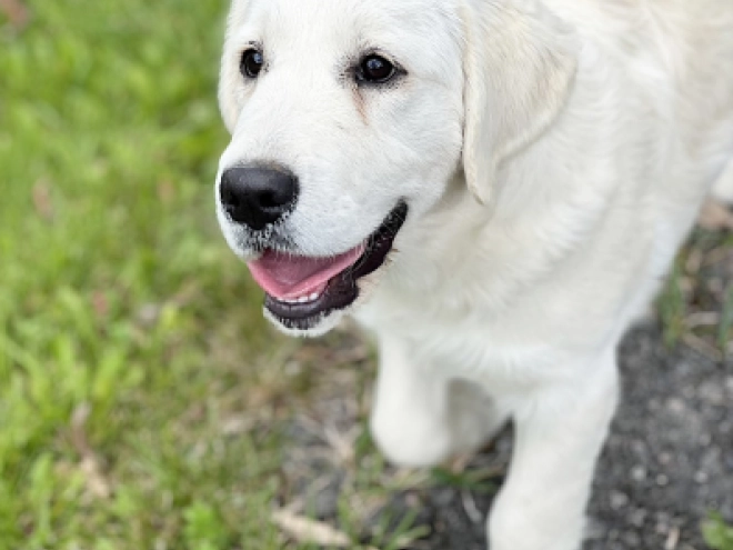 Golden Retriever Welpe kaufen