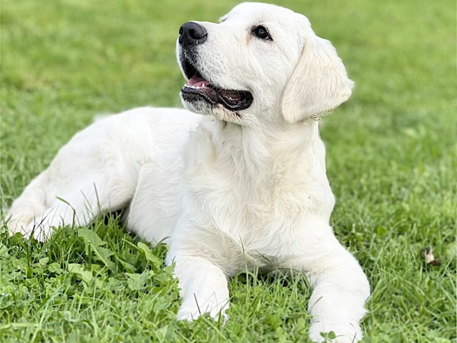Golden Retriever Welpe kaufen