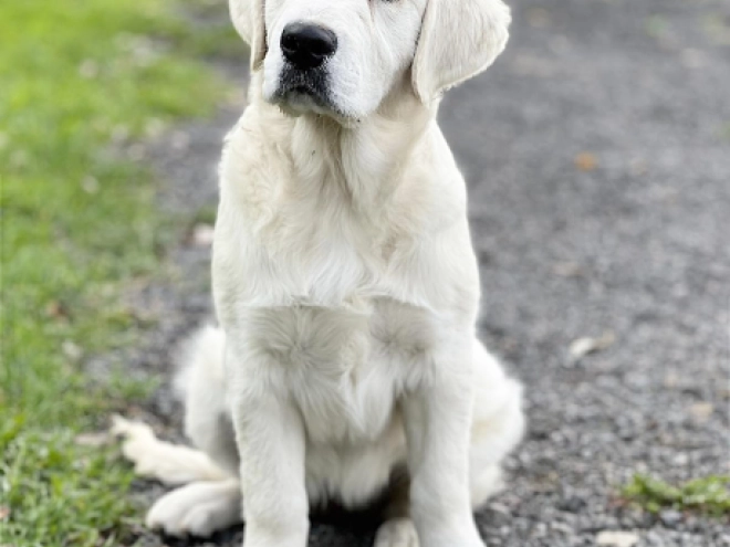 Golden Retriever Welpe kaufen