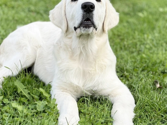 Golden Retriever Welpe kaufen