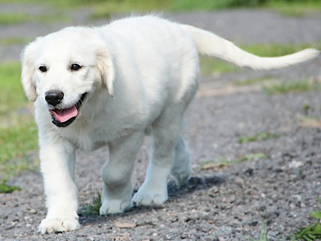 Golden Retriever puppy for sale