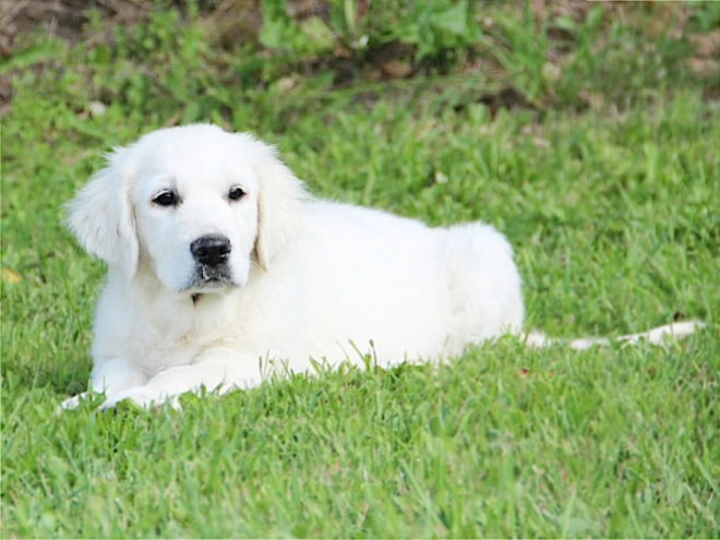 Golden Retriever puppy for sale