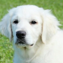 Playmate, cream Golden Retriever for sale