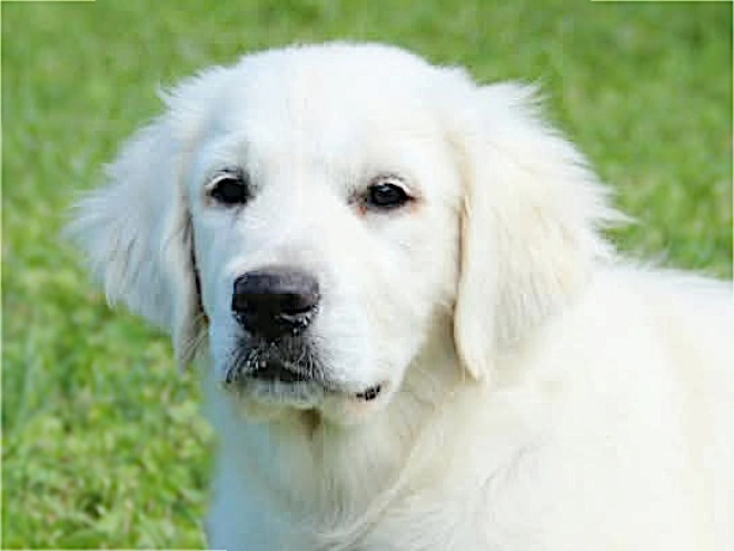 Golden Retriever puppy for sale