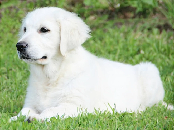 Golden Retriever puppy for sale