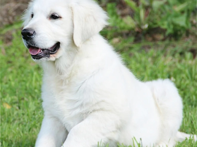 Golden Retriever puppy for sale