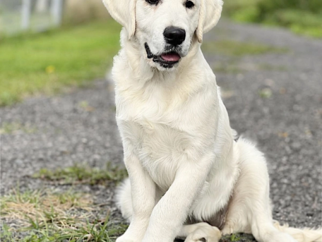 Golden Retriever Welpe kaufen