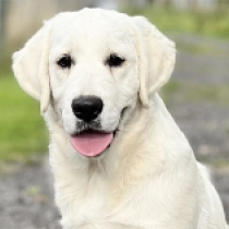 Playmate, cream Golden Retriever for sale