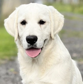 Playmate, cream Golden Retriever for sale