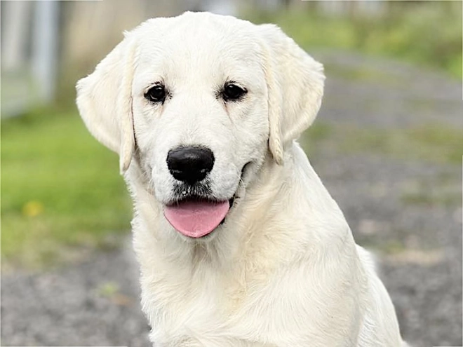 Golden Retriever Welpe kaufen