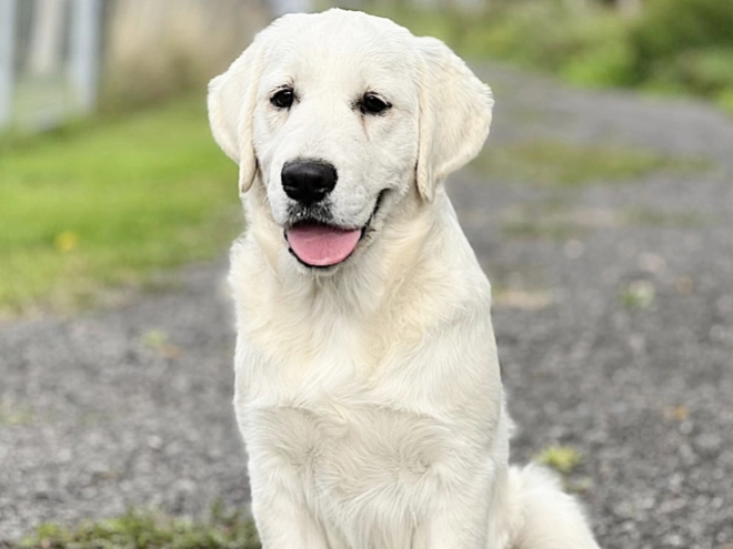 Golden Retriever Welpe kaufen