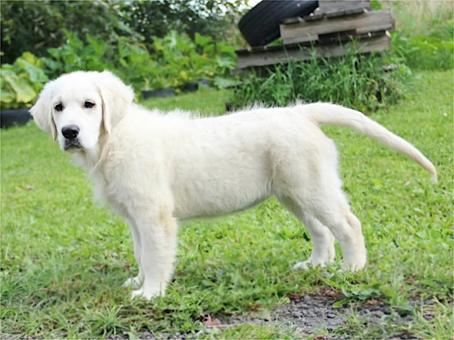 Golden Retriever puppy for sale