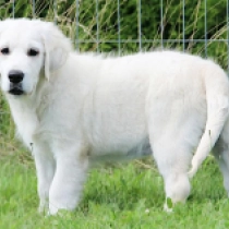 Dixie, cream Golden Retriever for sale