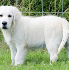 Golden Retriever puppy for sale