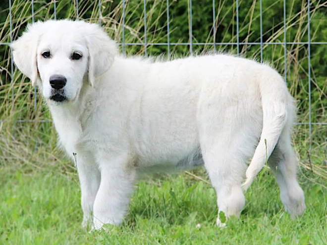 Golden Retriever puppy for sale