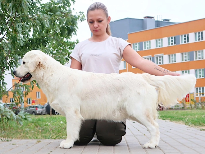 Golden Retriever Welpe kaufen