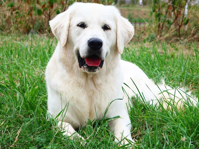 Golden Retriever Welpe kaufen