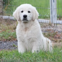 Jagger, cream Golden Retriever Welpen kaufen