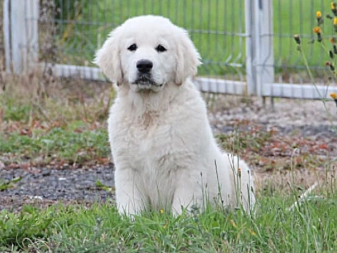 Golden Retriever Welpe kaufen
