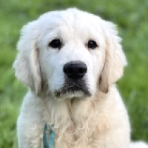 Jagger, cream Golden Retriever for sale