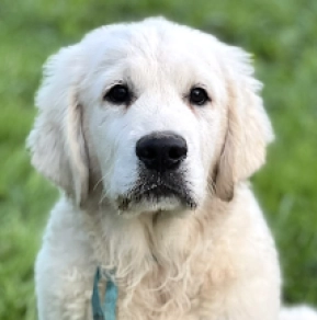 Golden Retriever puppy for sale