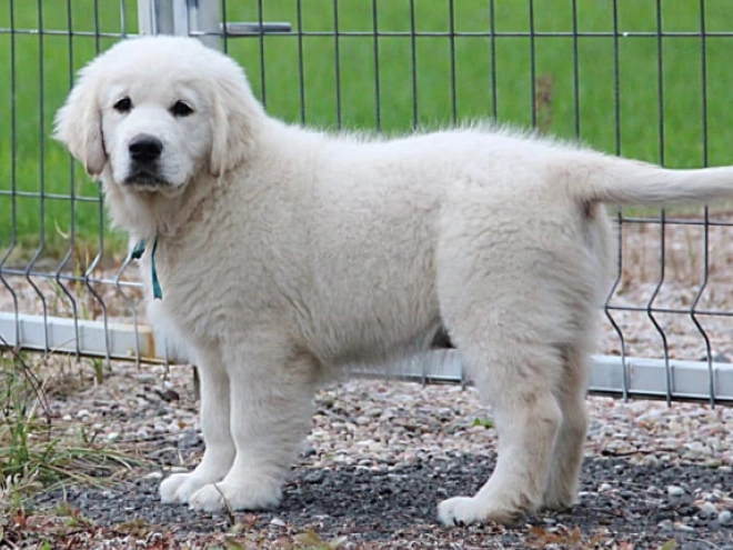 Golden Retriever Welpe kaufen