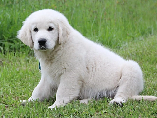 Golden Retriever Welpe kaufen