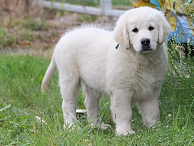 Golden Retriever Welpe kaufen