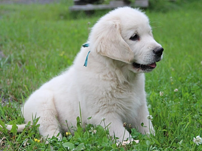Golden Retriever Welpe kaufen