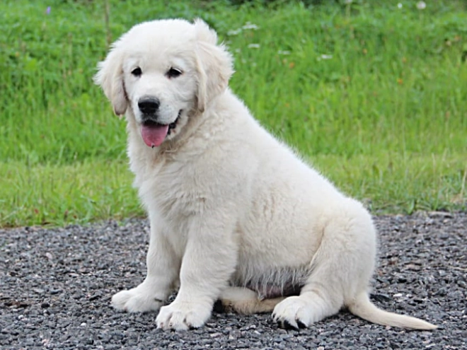 Golden Retriever Welpe kaufen