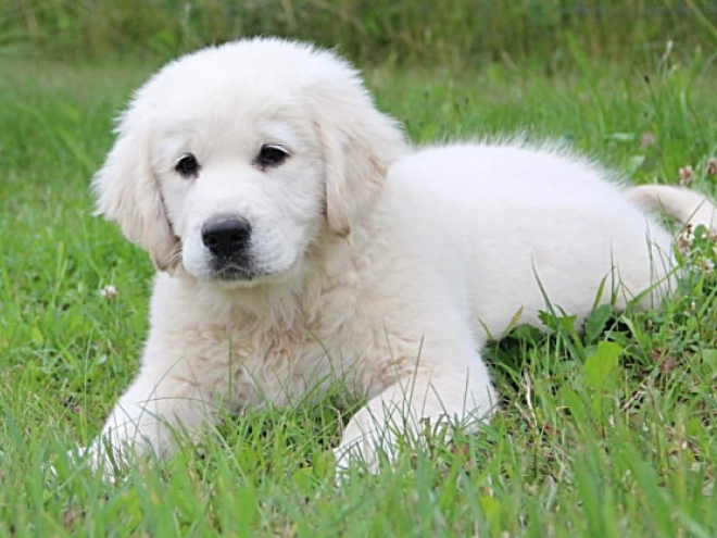 Golden Retriever Welpe kaufen