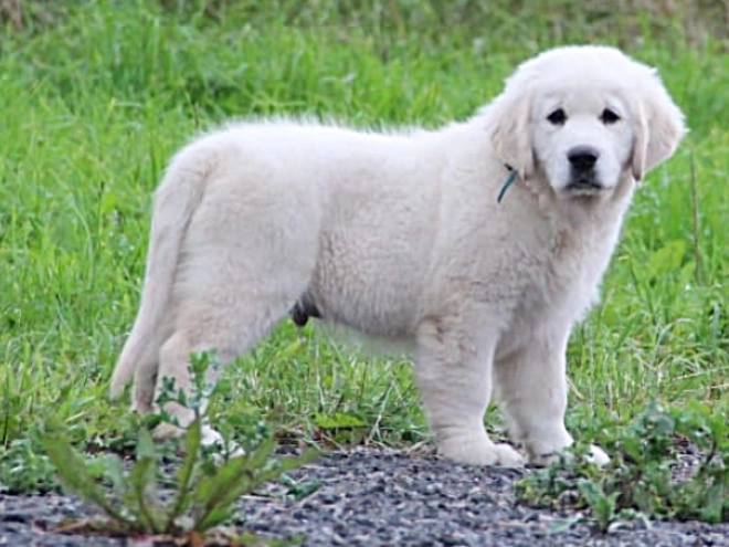 Golden Retriever Welpe kaufen