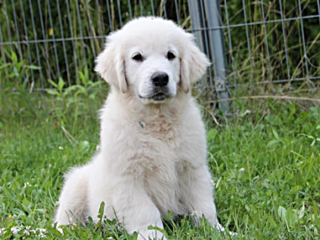 Golden Retriever Welpe kaufen