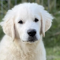 Sherlock Holmes, cream Golden Retriever for sale