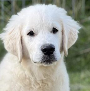 Golden Retriever puppy for sale