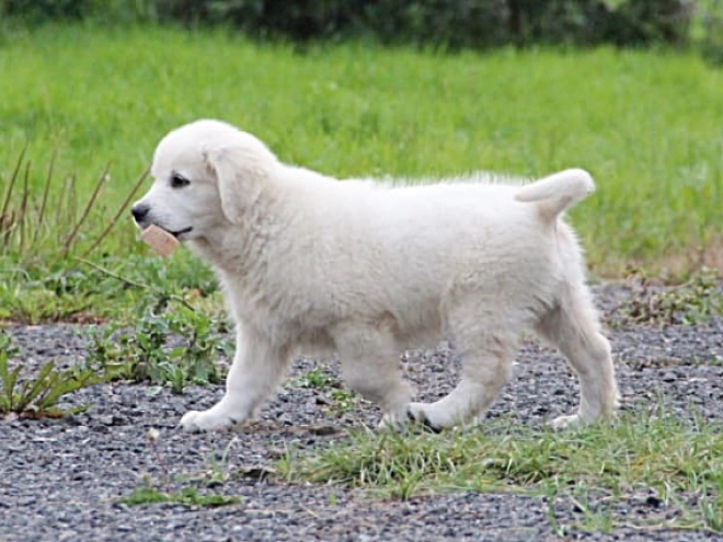 Golden Retriever Welpe kaufen