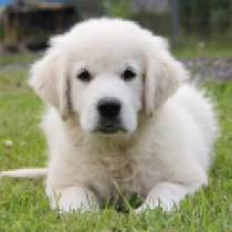 Sherlock Holmes, cream Golden Retriever Welpen kaufen