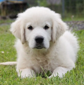 Golden Retriever Welpe kaufen