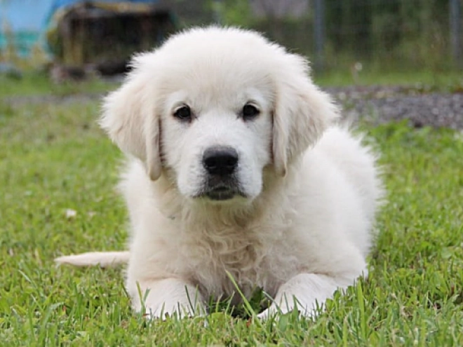Golden Retriever Welpe kaufen