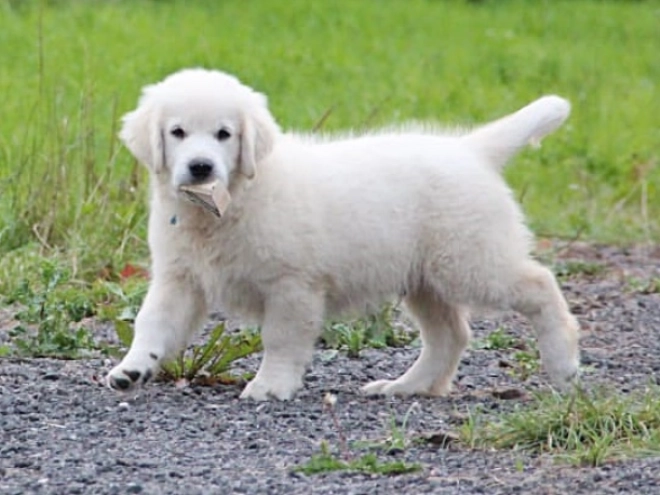 Golden Retriever Welpe kaufen