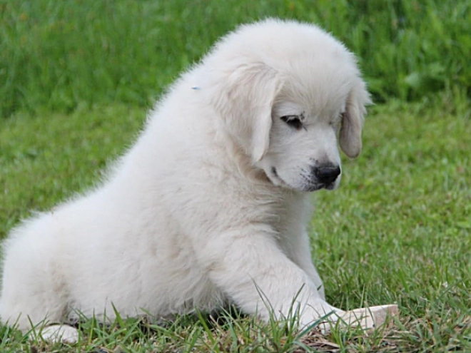Golden Retriever Welpe kaufen