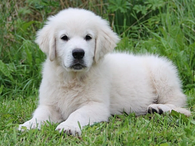 Golden Retriever Welpe kaufen
