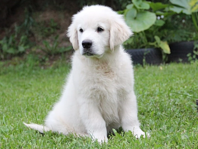 Golden Retriever Welpe kaufen